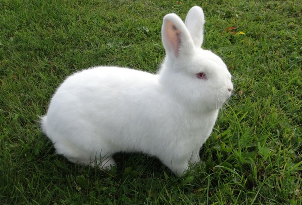 Нвозеландские кролики