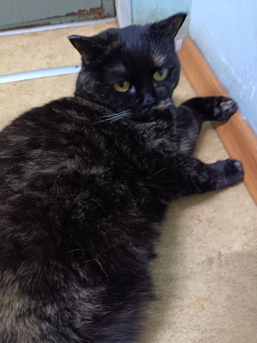 Отдам в добрые руки