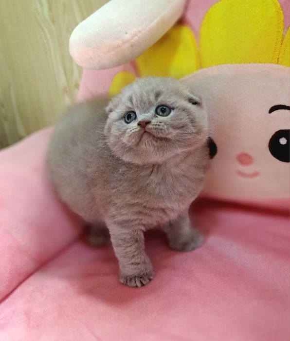 Котята от правильной вязки