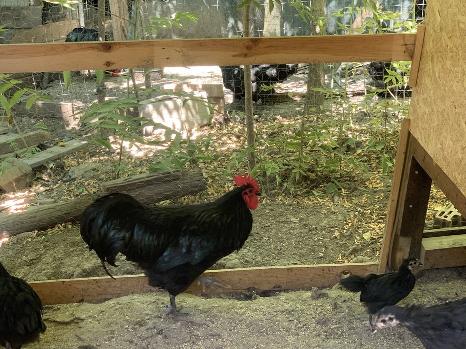 Cocos Australorp - 2025