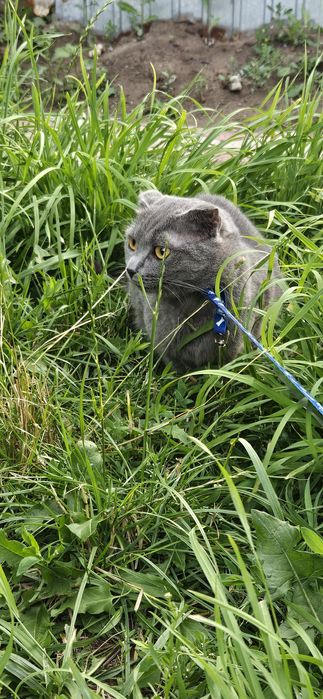 Отдам кошку в добрые руки