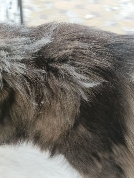 Щенки Төбета волкодавы