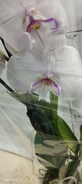 Орхидея   биглип