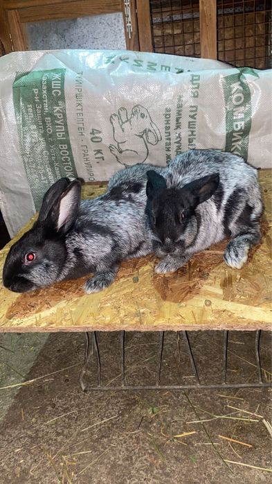 Продам кроликов