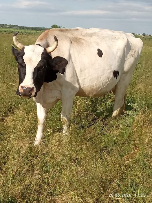 Vacă și Taur de vânzare
