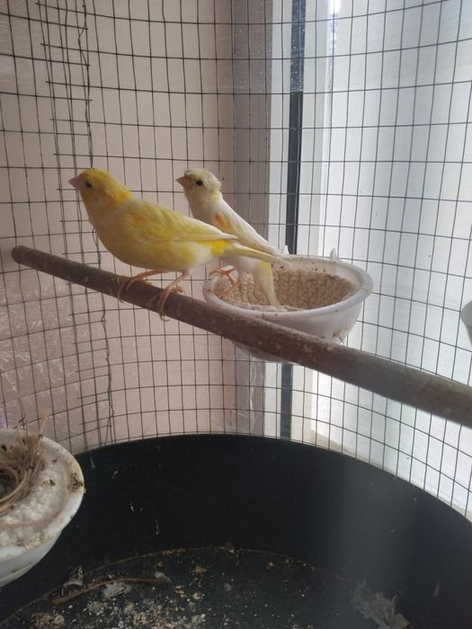 Канарейка сотилади