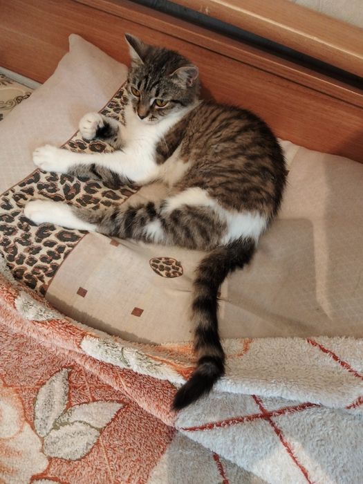 Передержка кошек