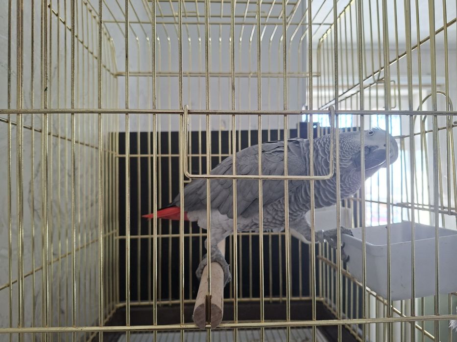 Попугай жако подробная информация позвоните