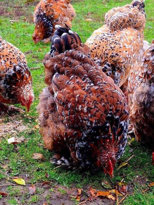 Pui Cochinchina uriaș portelan