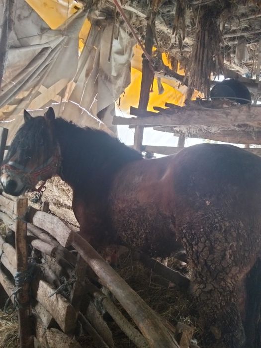 vând cal ardenesc greu românesc preț