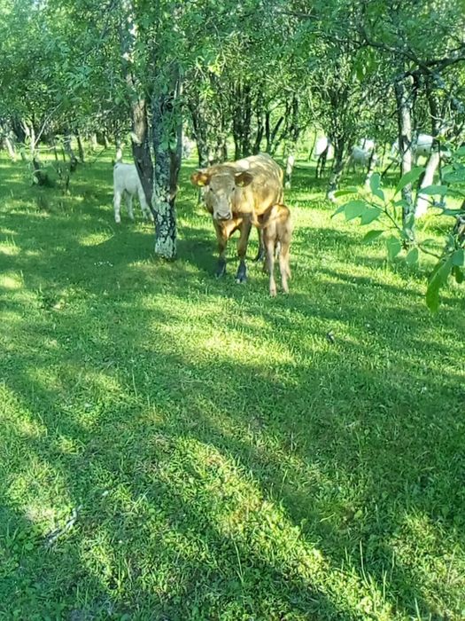 Jurinca cu vițel