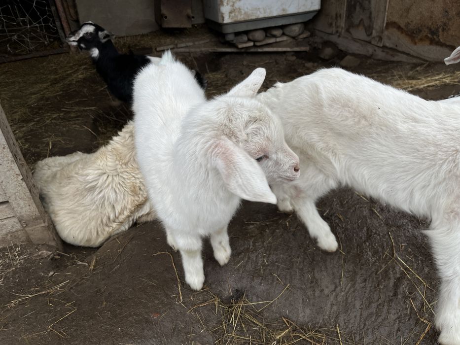 Продам Зааненский козлято