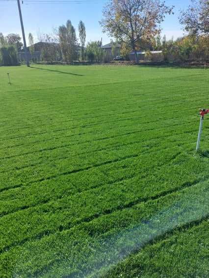 Рулонный Газон! Полив! Посев Газона! Ландшафтный Дизайн!