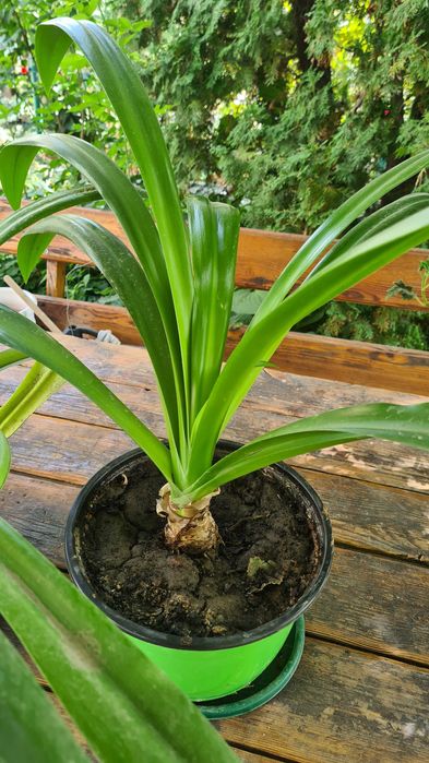 Комнатные цветы.