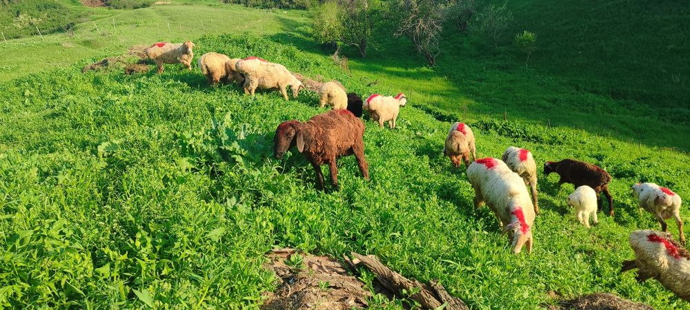 Продаю хороших баран