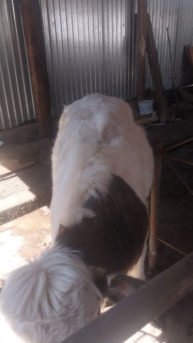 Продам быка с телкой