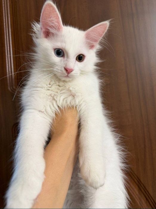 Turk Angora ikki xil ko’zli mushuk