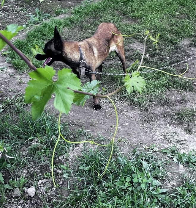 Belgium malinua 8 oylik urg’ochi