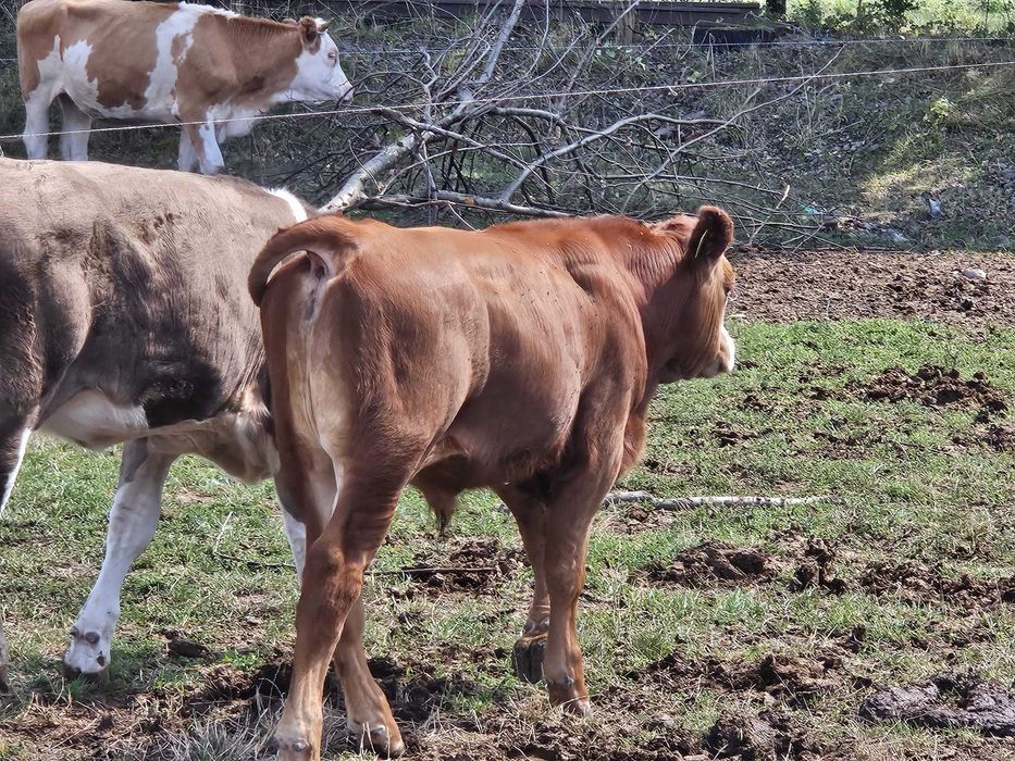 Viței 100-250 kg