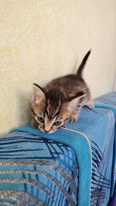 Котята,к лотку приучены