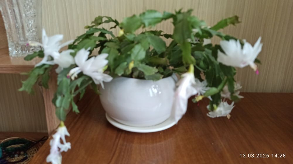 Комнатный цветок Декабрист