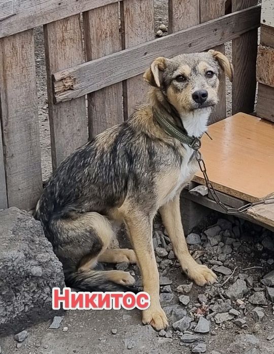 Дарю в добрые и ответственные руки