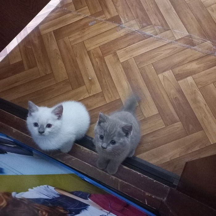 British blue Британская короткошёрстная кошка