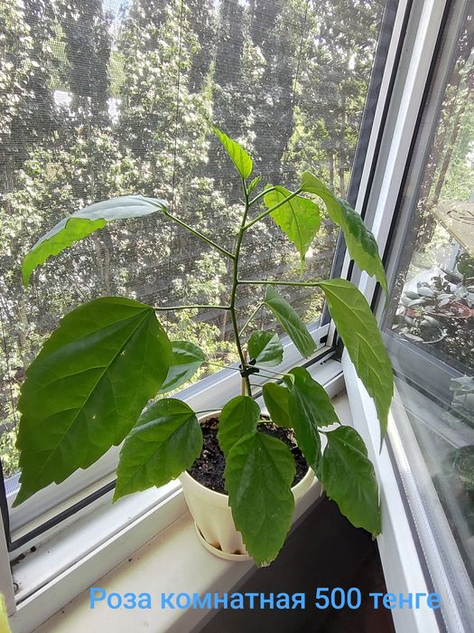 Продам цветы недорого