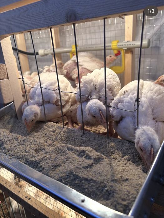 Бройлеры выводок ,циплята