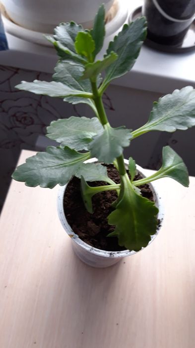 Комнатное растение  каланхоэ