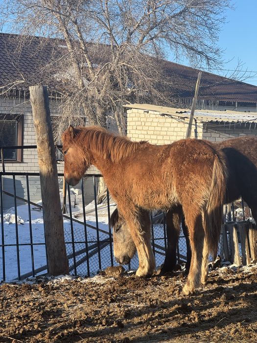 Продам байтау и тайчика на откорме