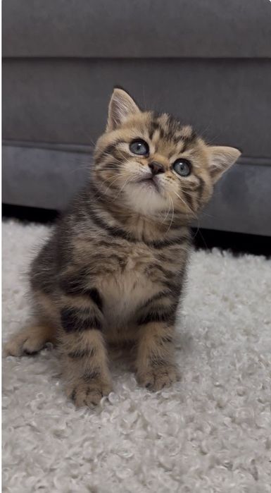 British Shorthair femela cu pedigree tip A