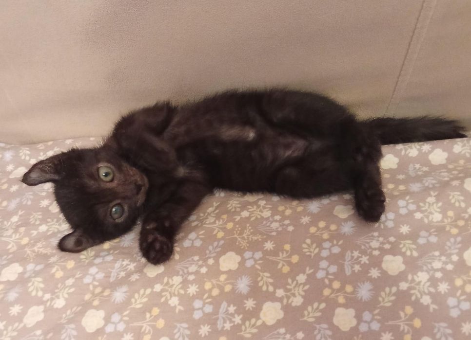 Отдам в хорошие руки котят..