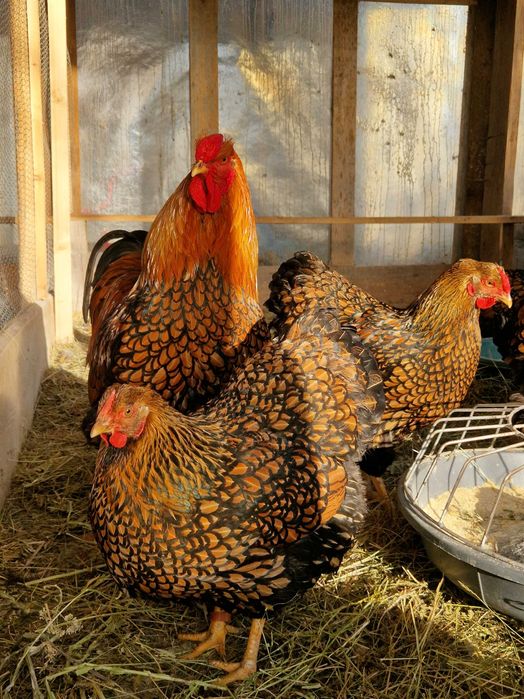 Ouă incubat rasă Wiandotte