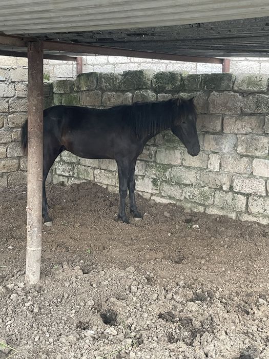 Жылқы сатылады срочно