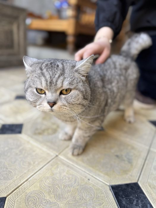 Haqiqiy uy mushugi zotdor