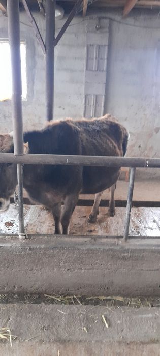 Продам стельных коров.