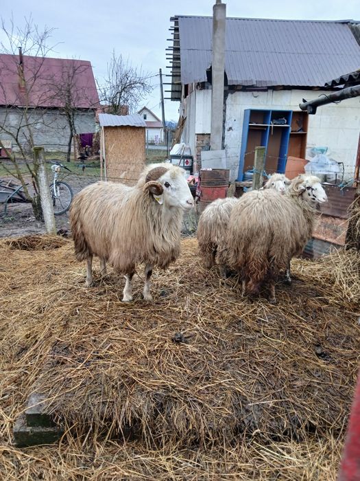 Vand berbec  de 3 ani sau schimb cu oaie
