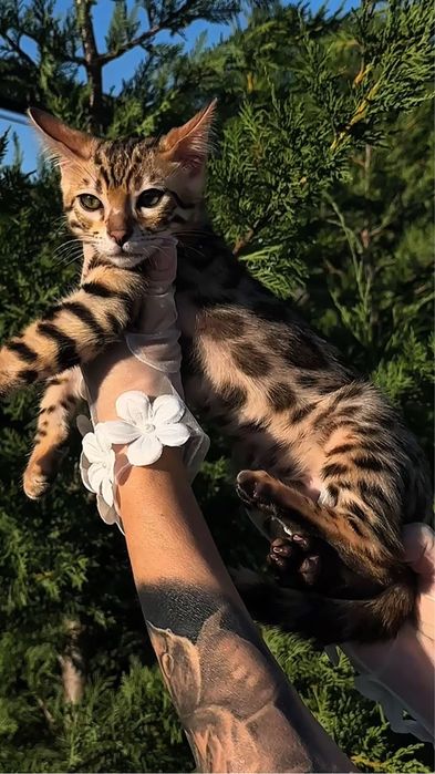 Бенгалско котенце – Brown Rosetted