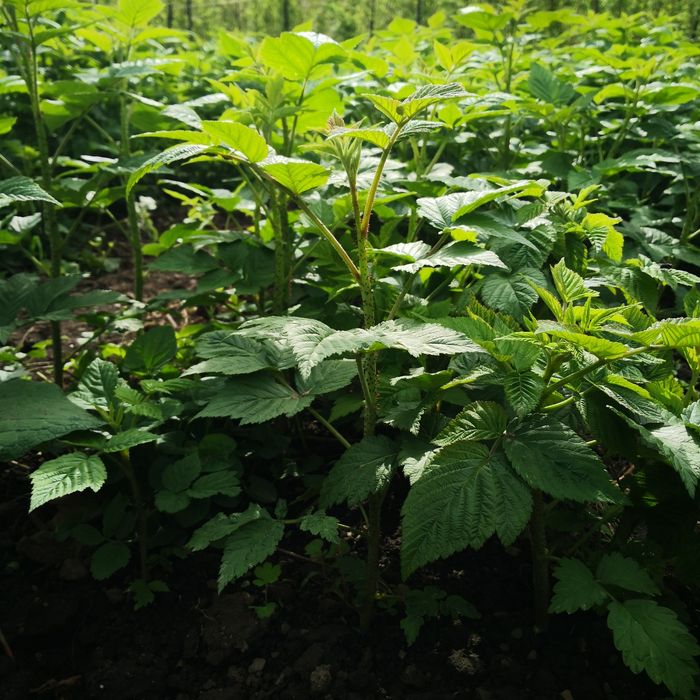 Саженцы малины бабье лето