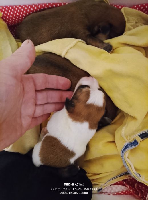 Cățeluși adorabili pentru adopție, au 6 săptămâni.