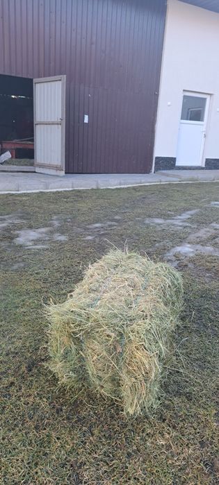 Fân de grădină 2025