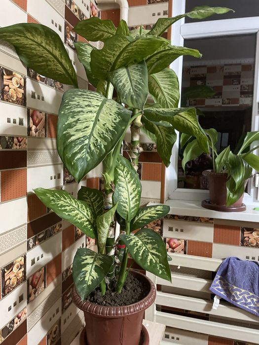 Диффенбахия цветы