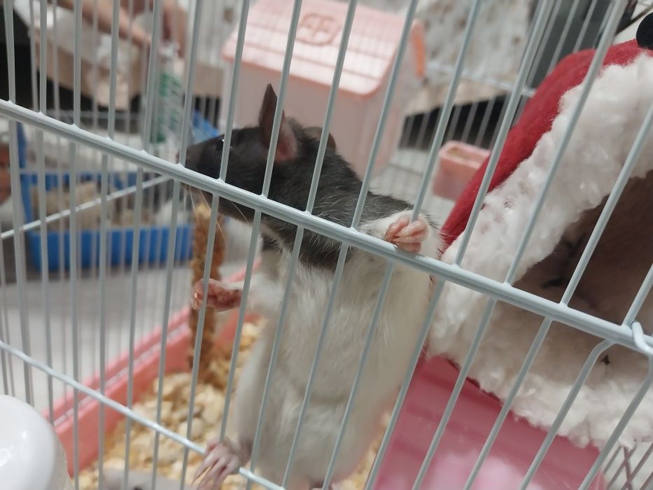 Крысы отдам в хорошие руки