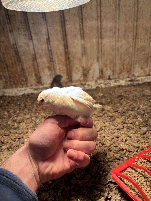 Пъдпъдъци маджурски,японски,селадона,фараон,китайски