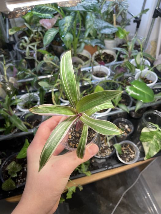 Комнатные растения