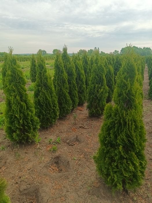 Pepinieră cu tuia aclimatizate  în România