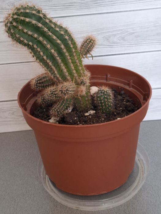 Кактусы разные, цена за каждый