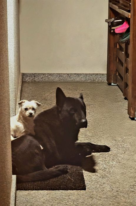 Donez cățelușa de talie mica