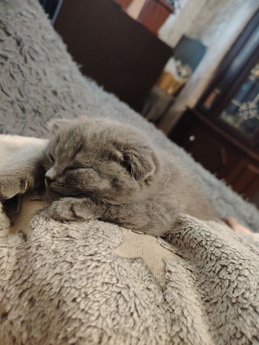 Шотландские малыши вислоушки